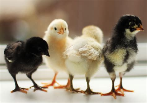 Baby Chicks .